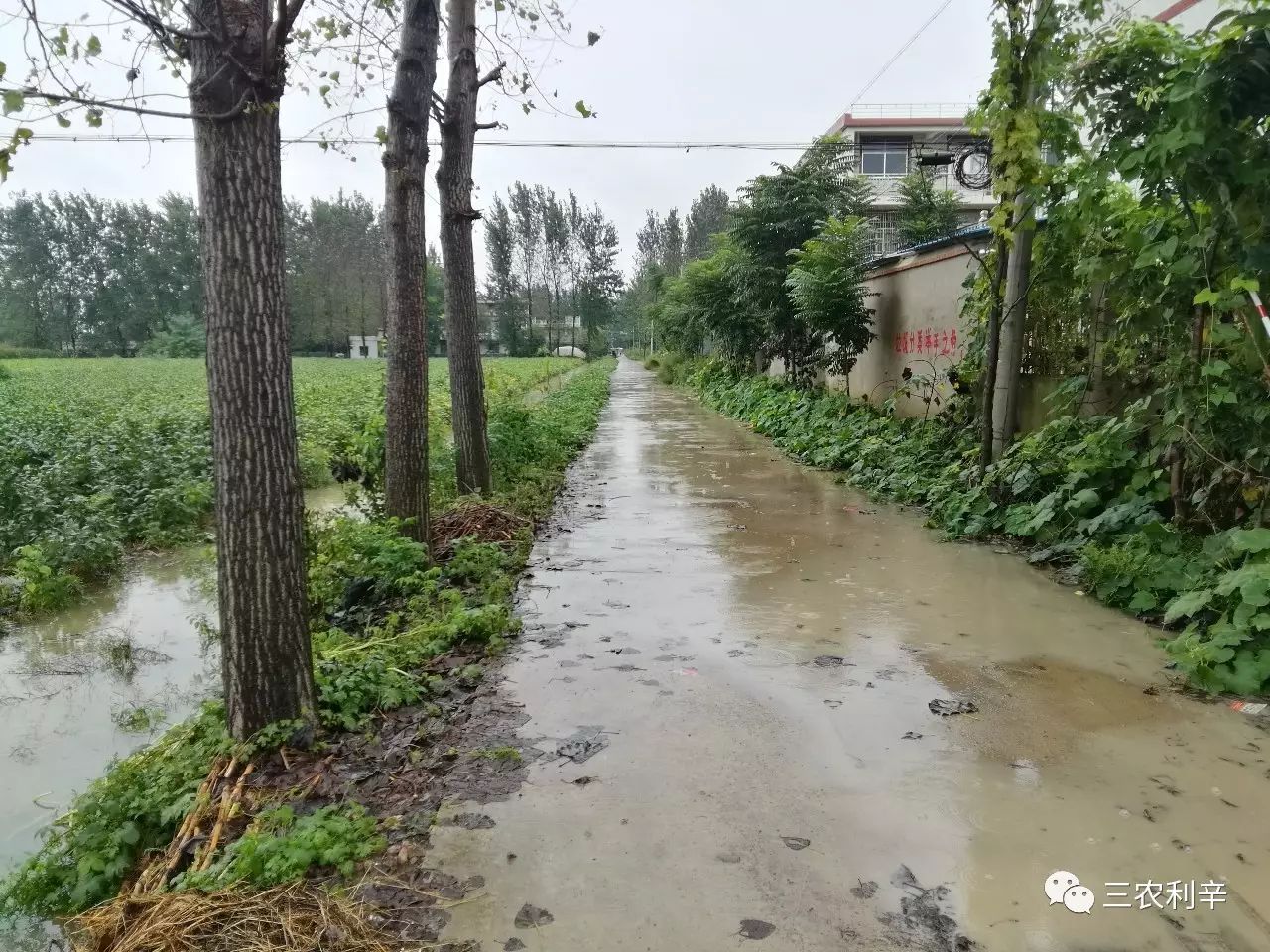 昨天,王人镇,暴雨造成部分农田被淹.
