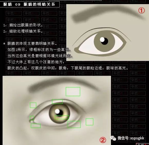 眼睛的构造形状角度和透视等等鼠绘相关问题