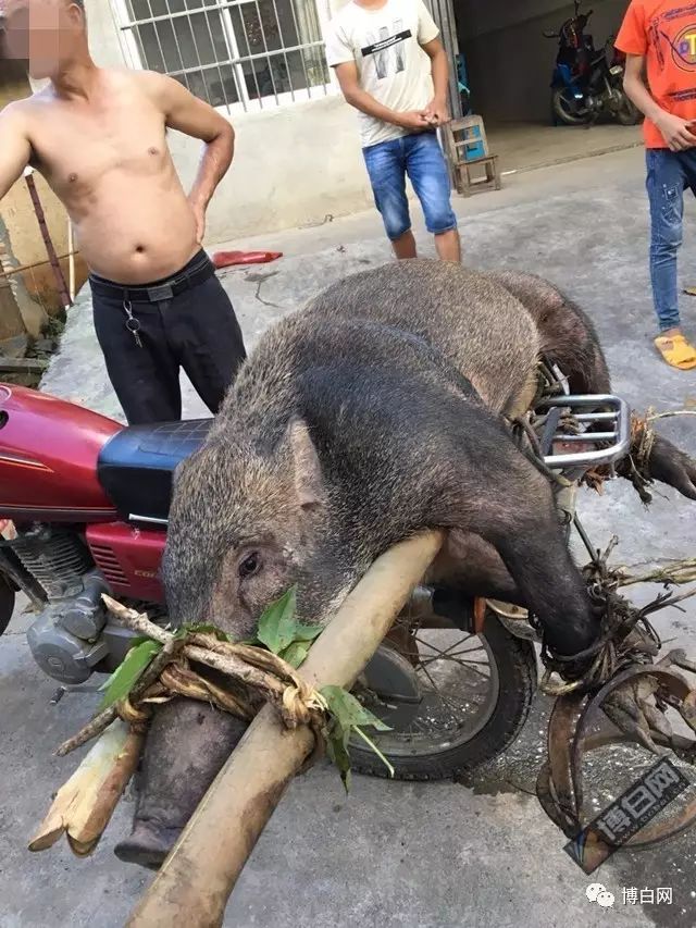 山猪学名野猪,浑身长着麻栗色的棕毛,头短嘴尖肚细尾长,状如家猪.