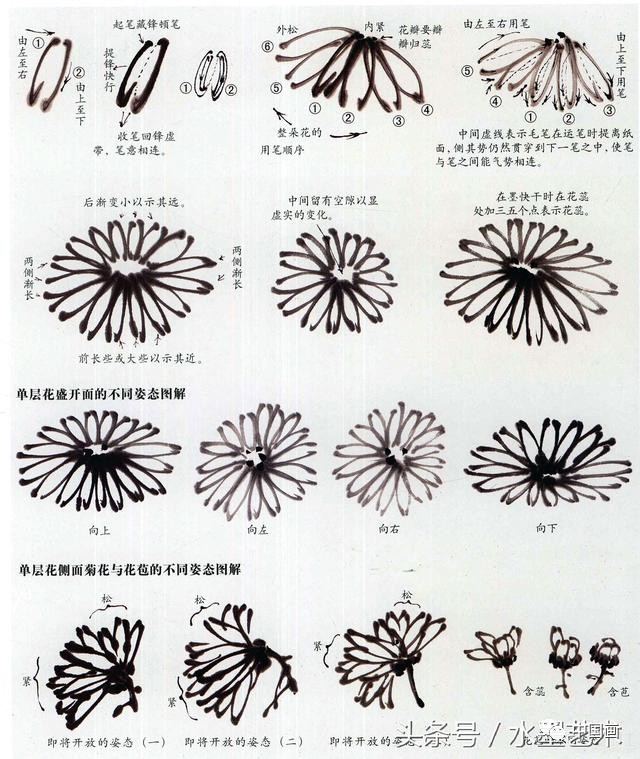 国画菊花画法