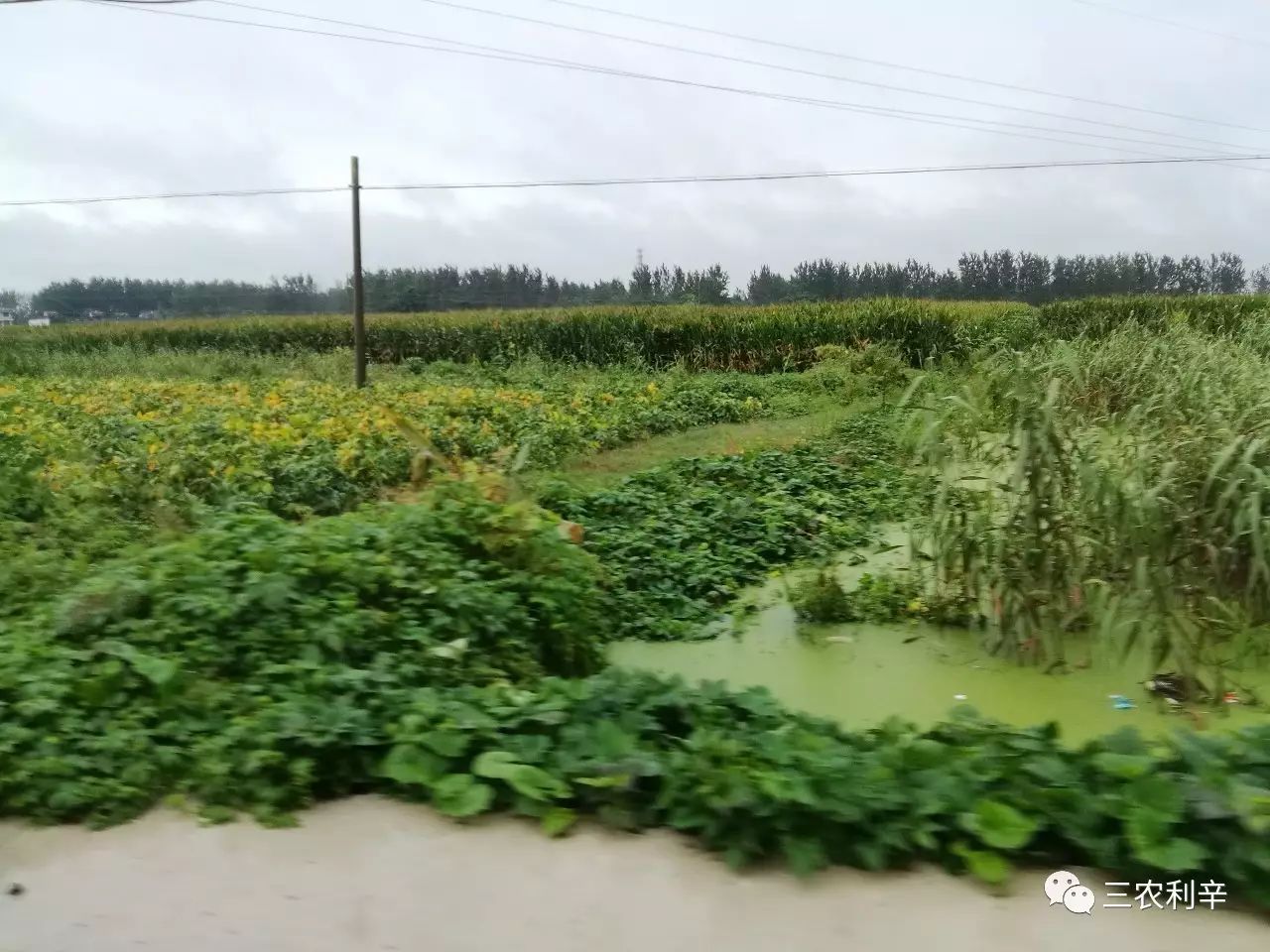 昨天,王人镇,暴雨造成部分农田被淹.