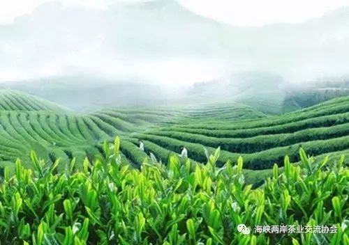 【行业茶协】宜昌市加快推进茶叶加工产业化 14家企业年产值过亿元