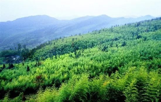 盘州很美,美在"风吹竹浪千万层,涛声悦耳百鸟鸣"的老厂竹海.