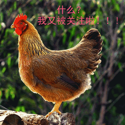 《农民日报》称赞清远鸡:香飘全国,清远农业的一块"金字招牌"
