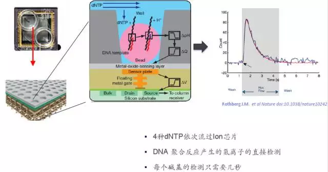 测序的原理_基因芯片的测序原理图