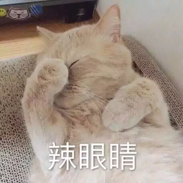 可爱小猫咪表情包集锦