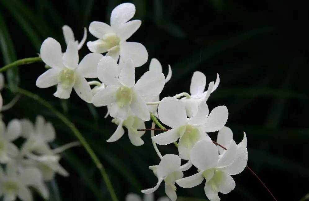 最香的兰花_兰花哪个品种最好最香 兰花最香的品种是春兰 宋梅为春兰