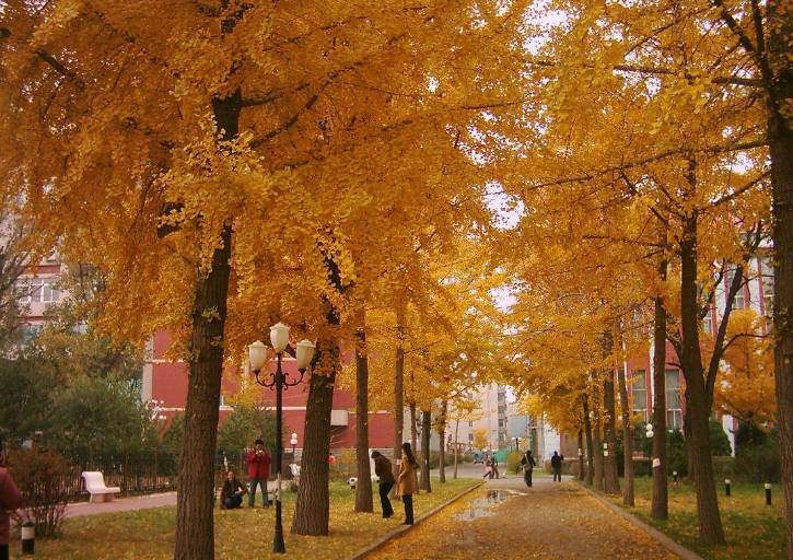 论大隐于市美食遍地我最服沈阳药科大学