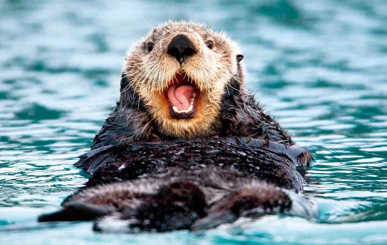 海獭sea otter——"毁三观"的最强反差丨动物伙伴
