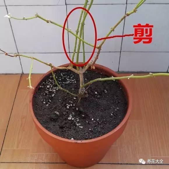 茉莉花就得这样修剪