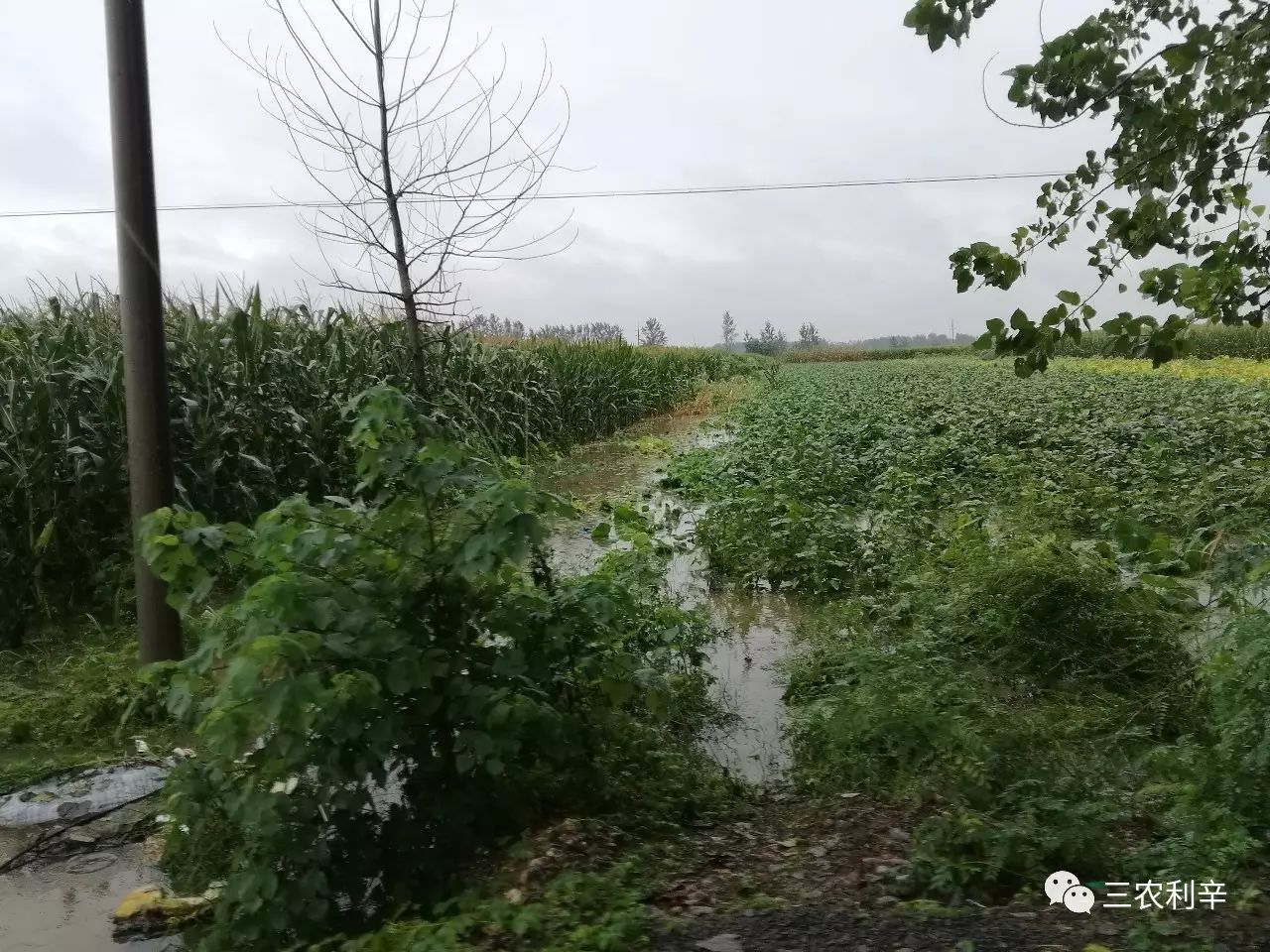 昨天,王人镇,暴雨造成部分农田被淹.