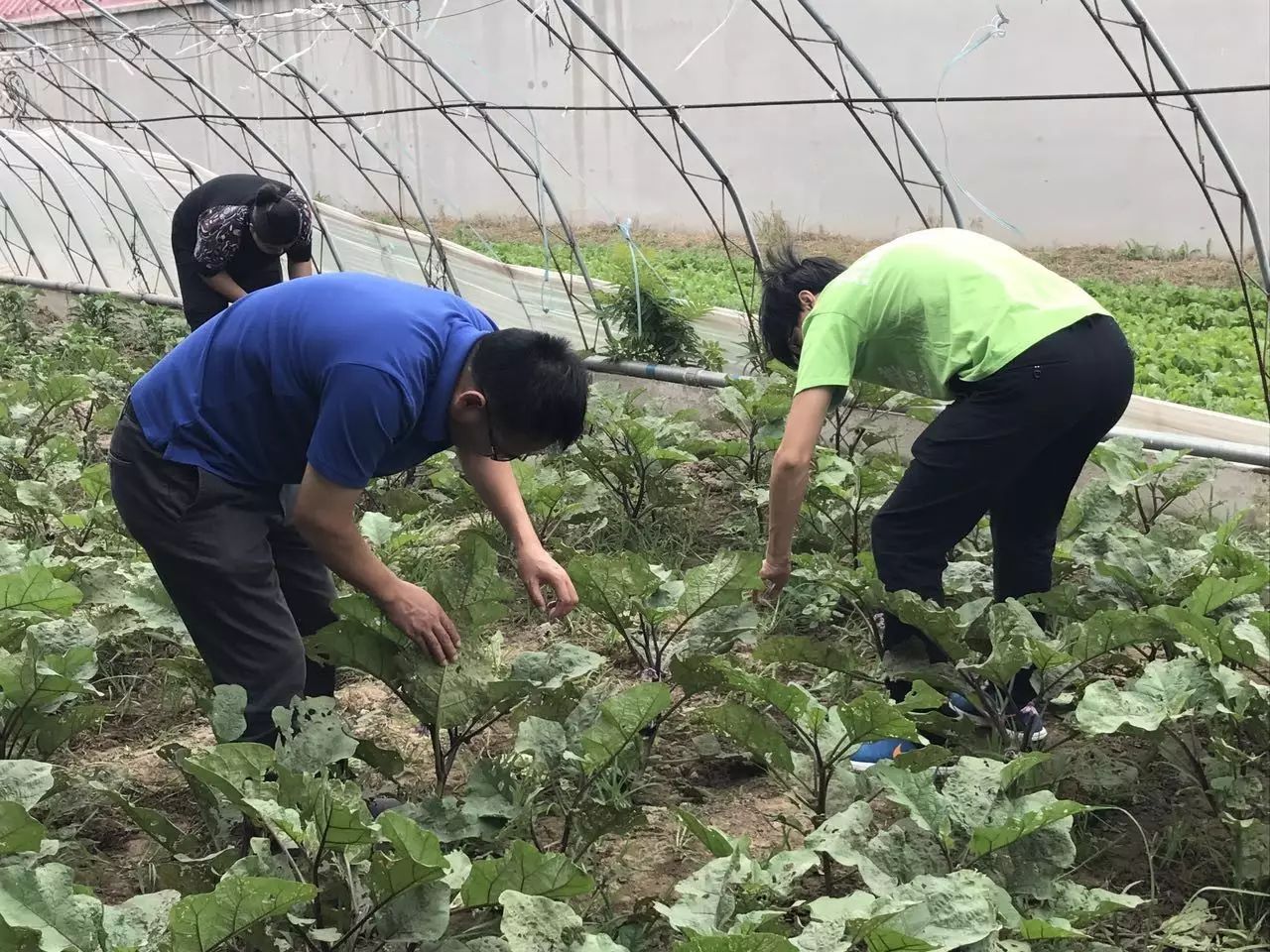 放心蔬菜本周恢复配送了记9月10号捉虫除草启动仪式