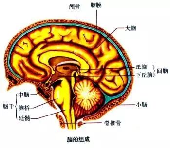 警惕丨不慎撞击到头部分分钟能要人命