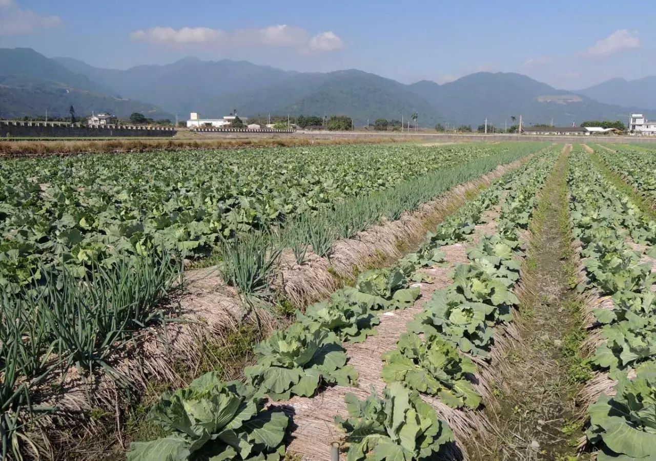 甘蓝园畦间间作葱类为常见的做法二,建构有益的栖息地:这是近年来