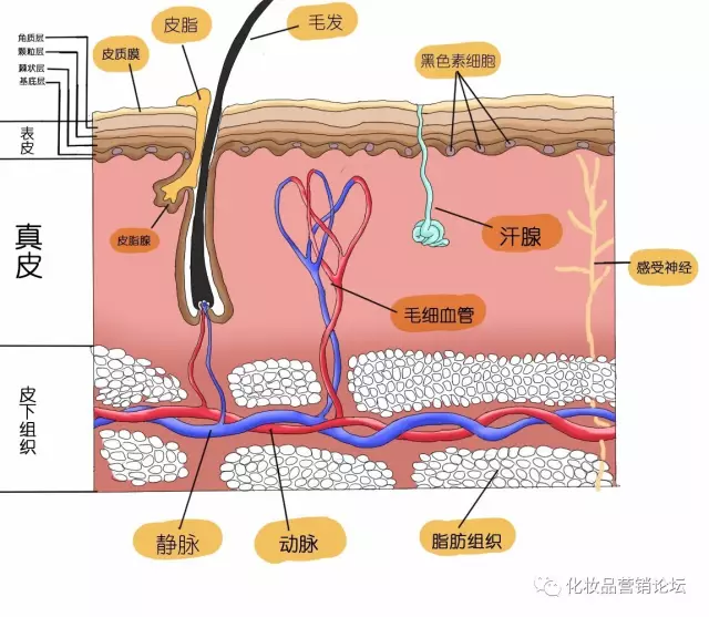 什么是黑色素?怎么去除脸上的黑色素!