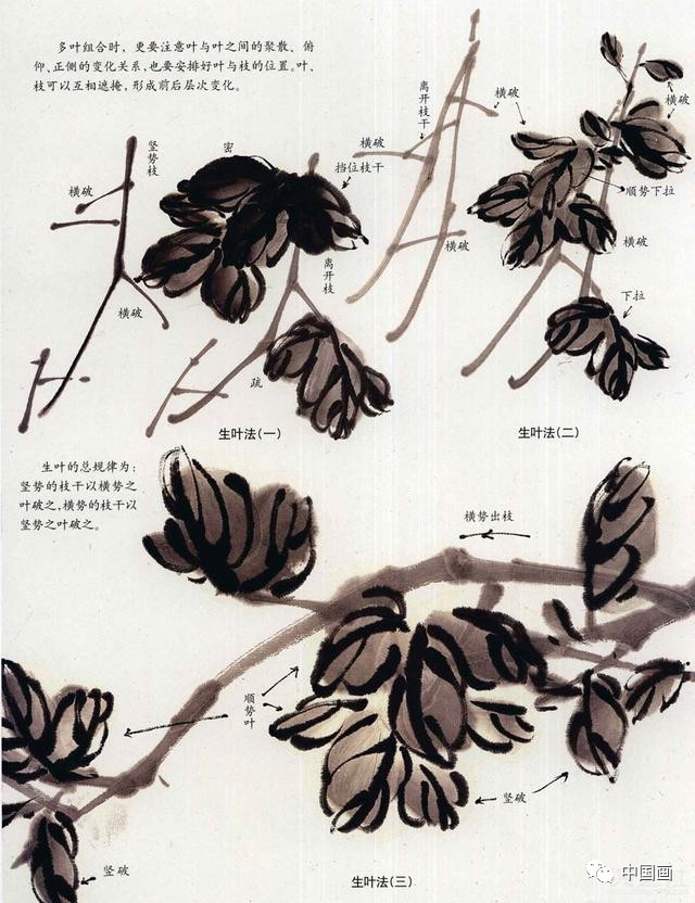 国画菊花画法