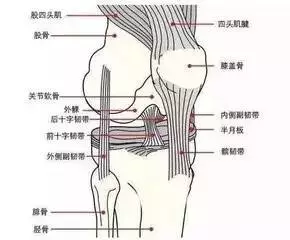 当膝关节由完全伸直到屈曲时,髂胫束从股骨外侧髁的前方移至后方.