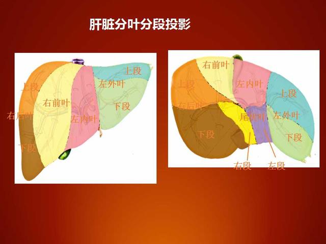 肝脏的分几叶临床如何应用