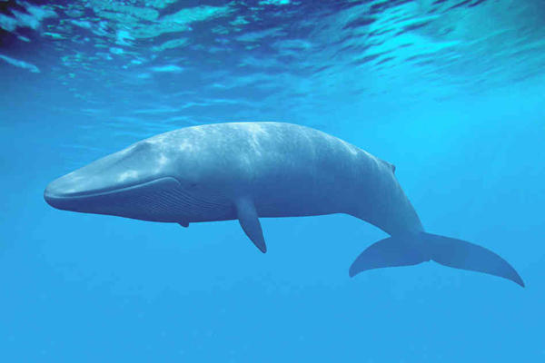 濒临灭绝的海洋生物,请停止对它们的大屠杀