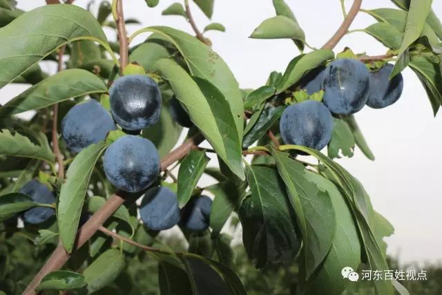 黑柿子口感好,甜度高,新鲜柿子含碘很高,能够防治地方性甲状腺肿大.