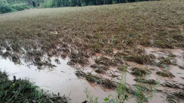 禄丰强降雨造成部分农作物严重受灾!