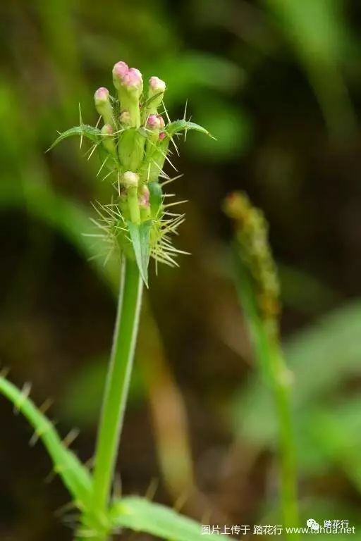 白花刺参绿花党参草地老鹳草甘肃黄芪钟花报春某翠雀甘肃雪灵芝四裂