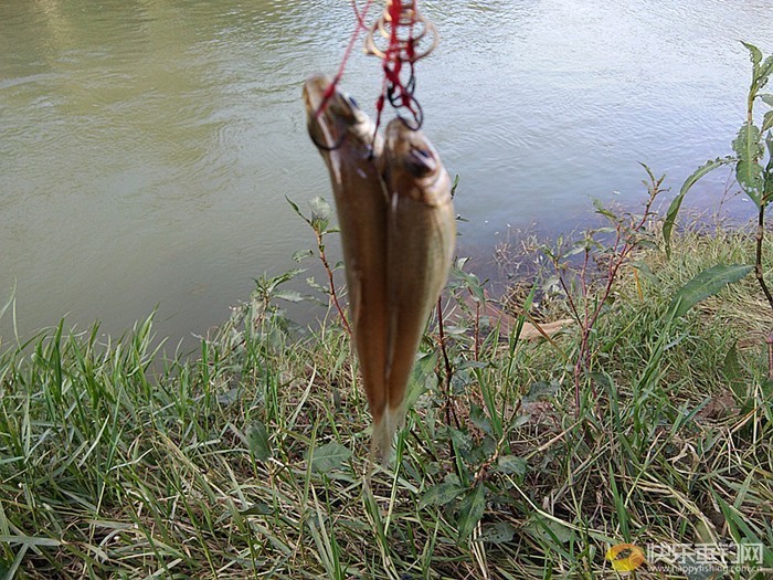 野钓乐趣麻鮕与禾花鲤