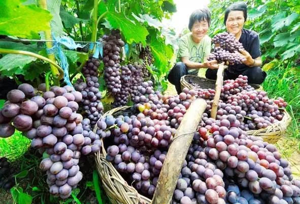 早集合乘车赴【平度大泽山采摘葡萄】