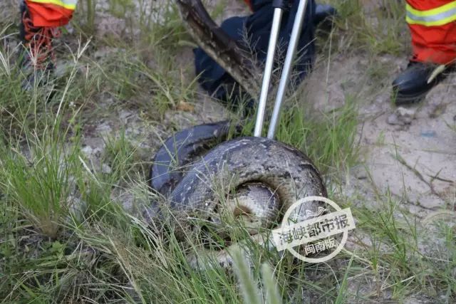 擒蛇正好安溪消防大队湖头中队离高山村不远想赶紧把蟒蛇送得远远的