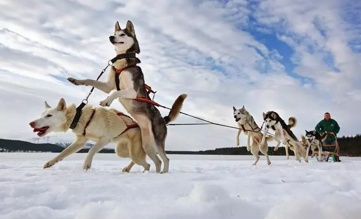 这也造成了大部分的雪橇犬是为阿拉斯加雪橇犬或者爱斯基摩犬.
