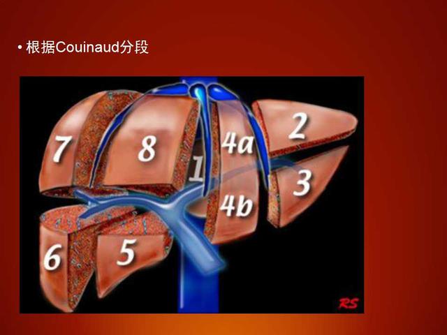 6,右肋缘下斜切也可显示门静脉主干(第一肝门)及其左右分支,门静脉左