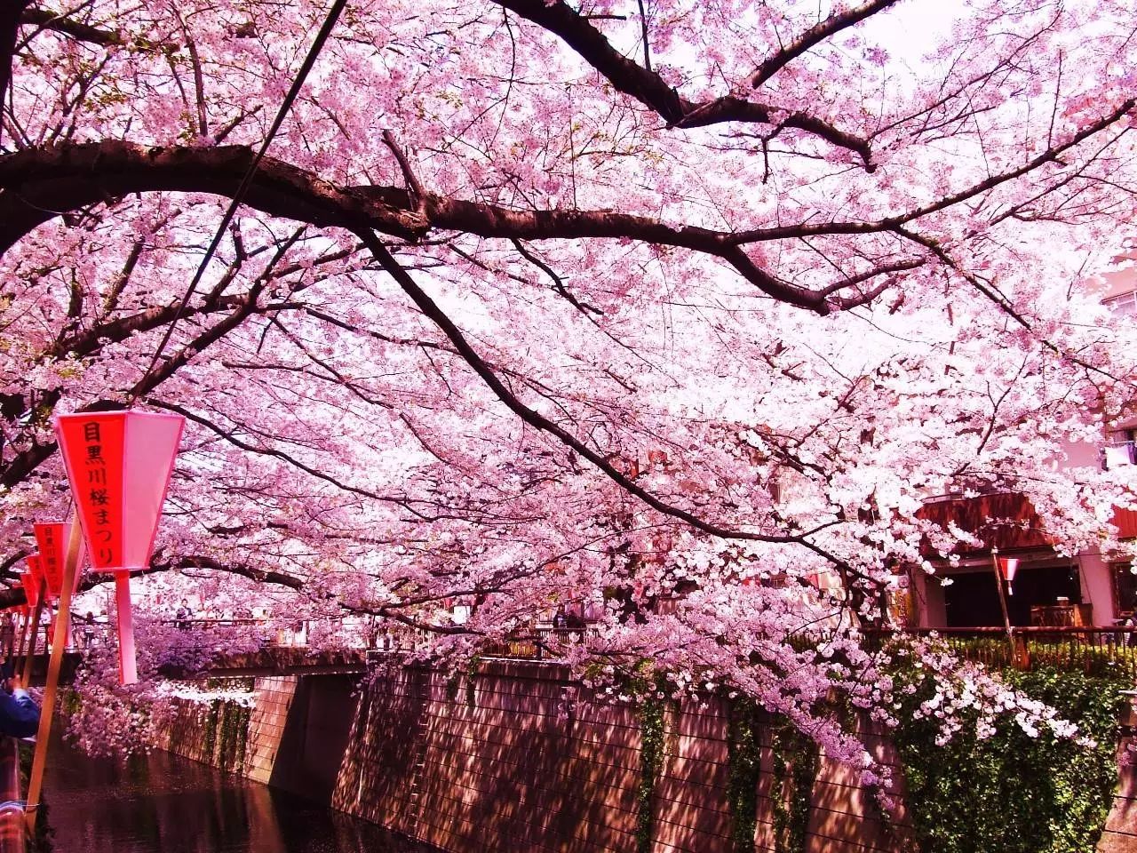 【莱蒙资讯】日本5年多次往返签证,看尽日式四季风情,樱花,花海,红叶&