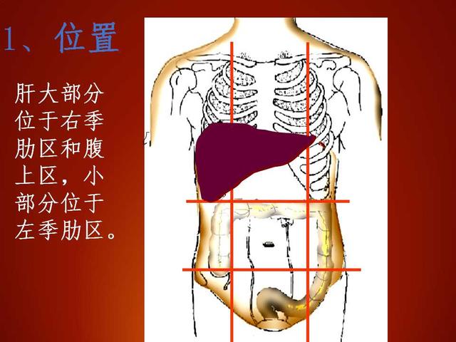 肝脏的分几叶?临床如何应用?