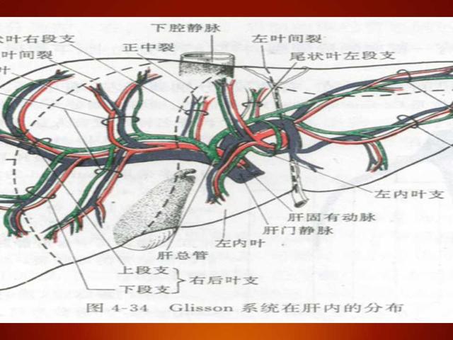 6,右肋缘下斜切也可显示门静脉主干(第一肝门)及其左右分支,门静脉左