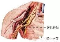 (1)胸长神经:锁骨上部的分支:锁骨上部的分支,发自臂丛的根和干,都