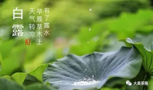 【节气】白露·养生