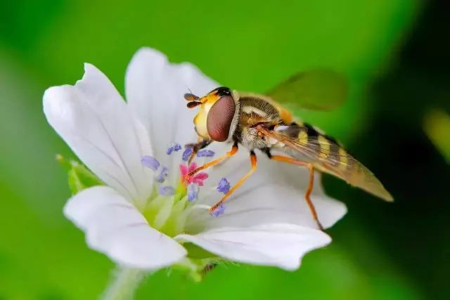 食蚜蝇