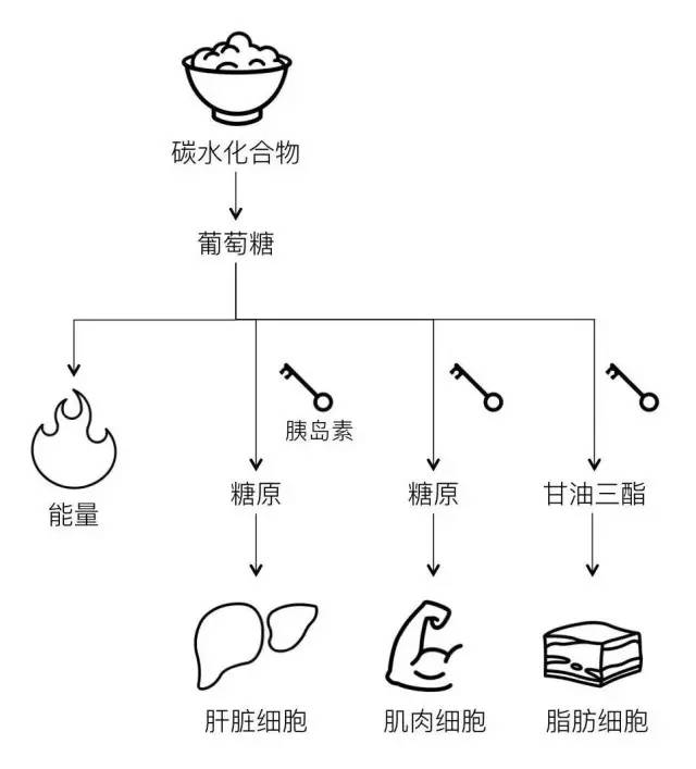 就会被 储存为糖原和脂肪.