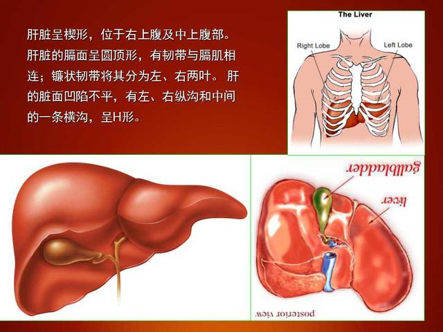 肝脏的分几叶?临床如何应用?