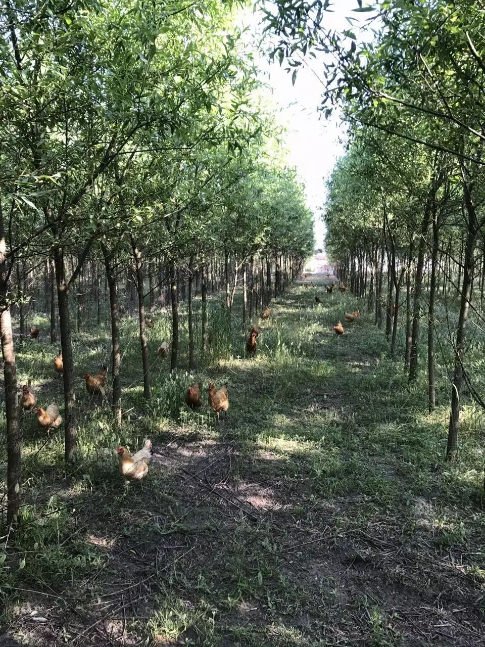 养鸡场又位于农村,环境就更为的优美健康,鸡放养在树林地中,自由自在