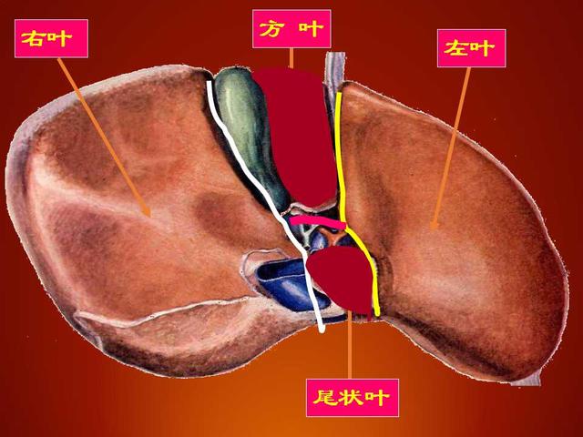 门静脉矢状部走行在肝左叶间裂中,将肝脏分为左内叶,左外叶;横部走行
