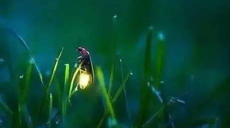 盛泽永旺岛度假村活体蝴蝶萤火虫与新型灯光秀来了!