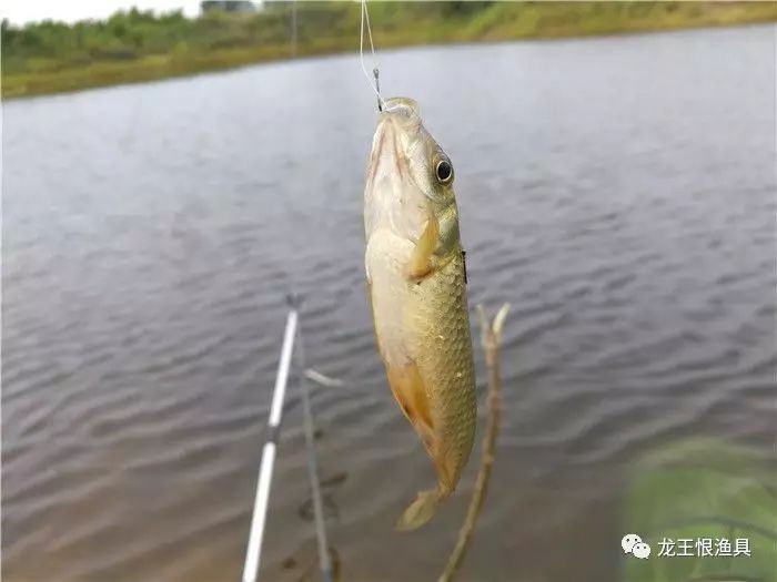 香大鲫怎么搭_大板鲫图片