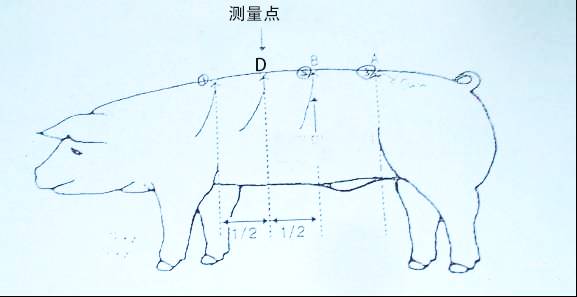 "看"后备母猪的背膘厚度 母猪达到90千克测第十肋骨处背膘厚度,背膘