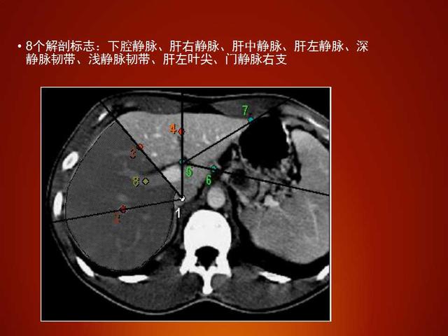 肝脏的分几叶?临床如何应用?