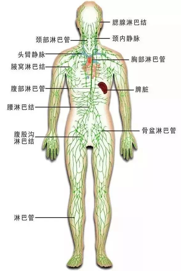 人体淋巴结分布图高清