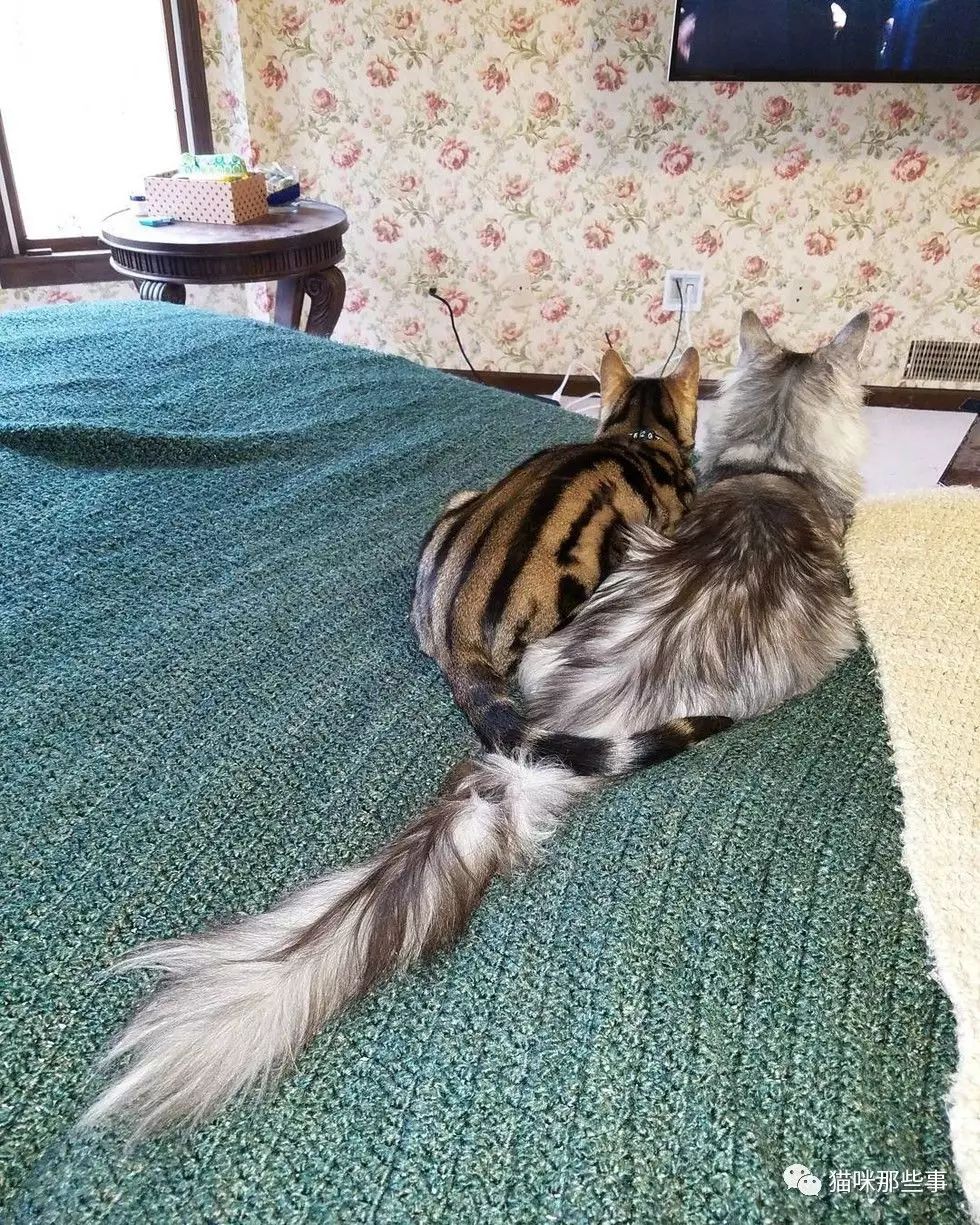 这只猫有着世界上最长的尾巴开眼界啊涨姿势啊