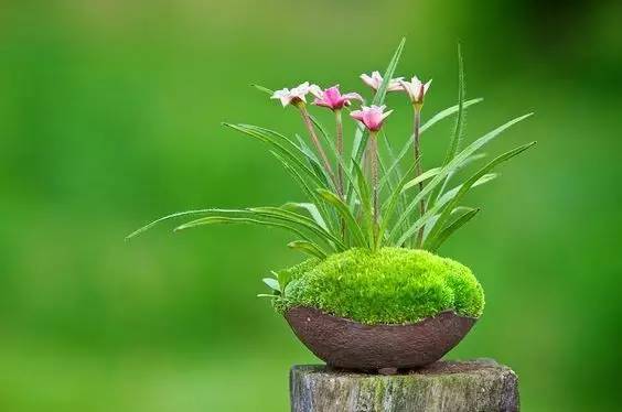 花会 日本苔玉盆景