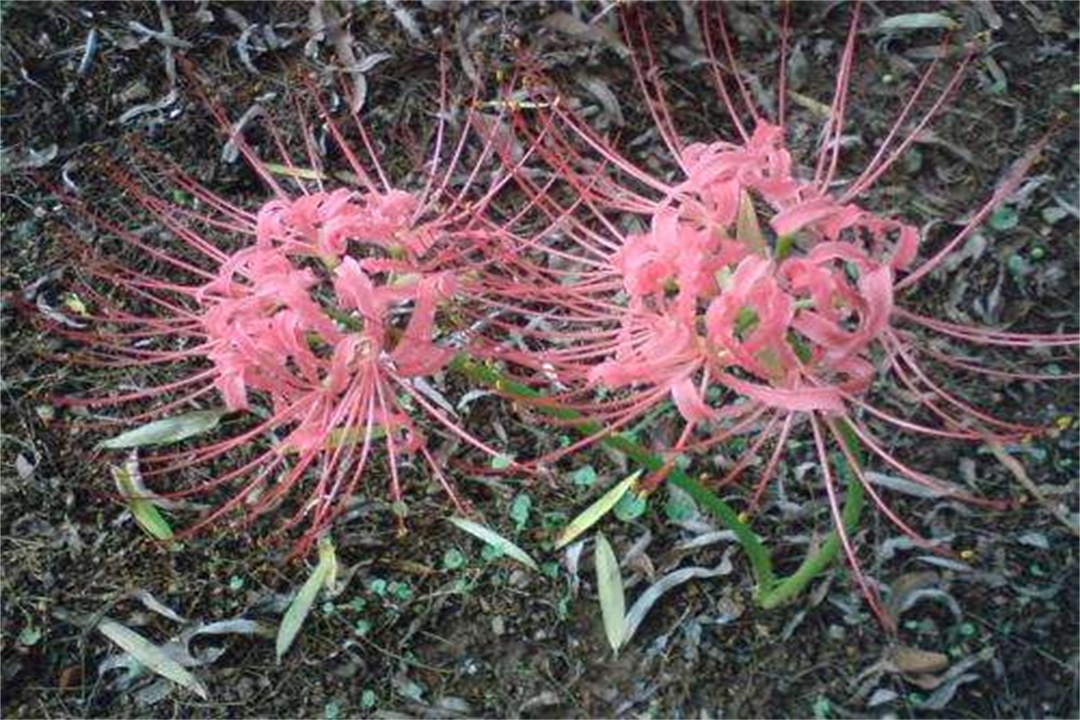 曼珠沙华,别名红色彼岸花(lycorisradiata),又称"引魂