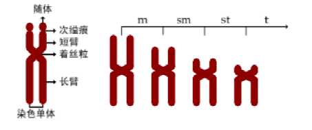 中期染色体形态与结构图正常女性染色体核型图版权声明版权为生物制品